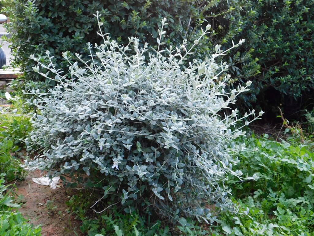 teucrium fruticans